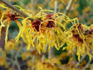 Hamamelis x intermedia 'Vezna'